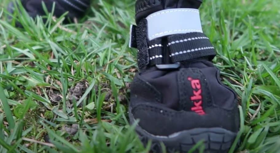 protected dogs feet with hiking boots