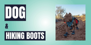 do dogs need boots for hiking